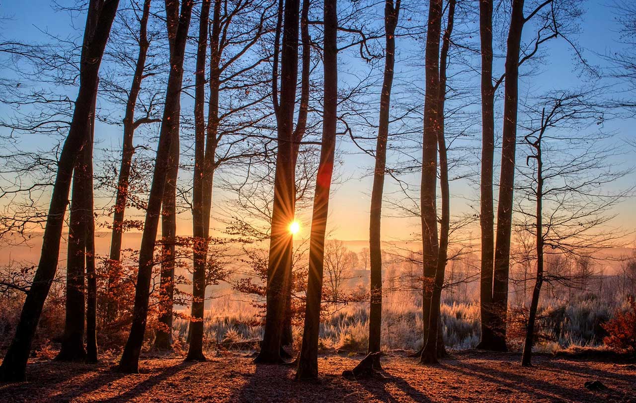 En skog i form av trädstammar och en solnedgång.